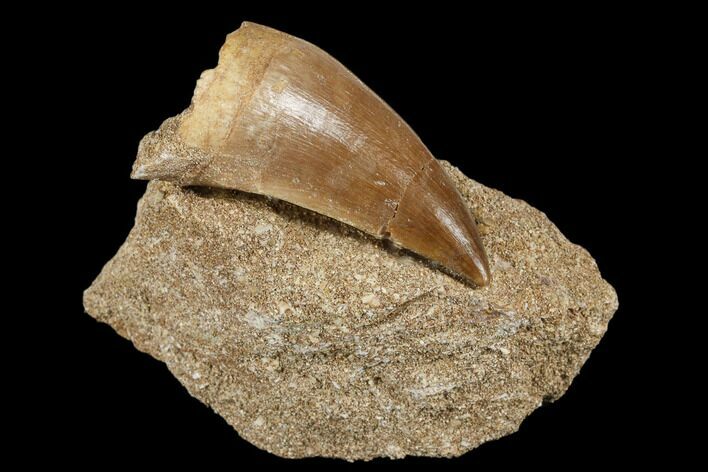Mosasaur (Prognathodon) Tooth In Rock - Morocco #179326